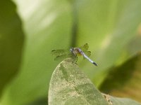 05-31-11-Mattaponi-1279