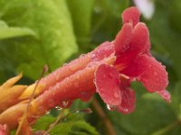06-18-11-Mattawoman-1802