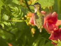 06-18-11-Mattawoman-1883