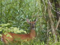 06-26-101-Piscataway-2587
