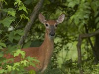 06-26-101-Piscataway-2601