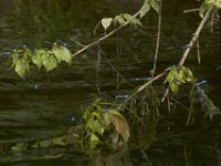 06-26-101-Piscataway-2749
