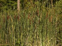 07-16-11-Skipton Creek-4029