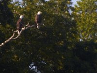 07-16-11-Skipton Creek-4115