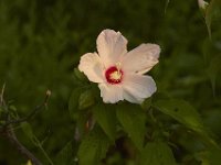 07-30-11-Mattawoman-6895