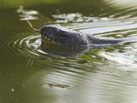 07-30-11-Mattawoman-6980