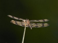 07-30-11-Mattawoman-6992
