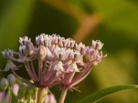 07-30-11-Mattawoman-7007