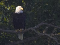 07-30-11-Mattawoman-7096