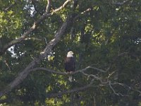 07-30-11-Mattawoman-7148