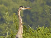 08-13-11-Mattawoman-7539