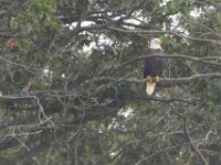 08-13-11-Mattawoman-7590