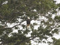 08-13-11-Mattawoman-7597
