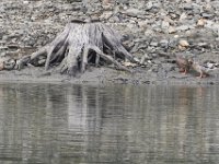 08-21-11-Rocky Gorge