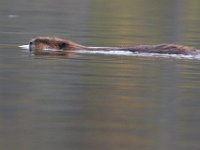 10-22-11-Little Seneca Lake-0540