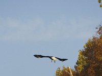 10-23-11-St Marys Lake-0936