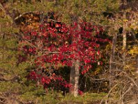 11-05-11-Rocky Gorge-1308