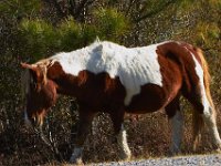 11-12-11-Assateague