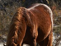 11-12-11-Assateague-2148