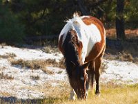 11-12-11-Assateague-2149
