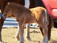 11-12-11-Assateague-2156