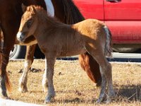 11-12-11-Assateague-2160