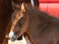 11-12-11-Assateague-2161