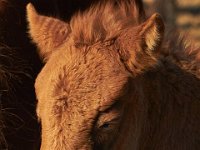 11-12-11-Assateague-2167