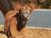 11-12-11-Assateague-2170
