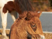 11-12-11-Assateague-2172