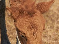 11-12-11-Assateague-2177