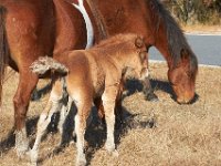 11-12-11-Assateague-2190