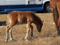 11-12-11-Assateague-2193