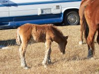 11-12-11-Assateague-2194