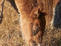 11-12-11-Assateague-2196
