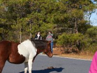 11-12-11-Assateague-2205