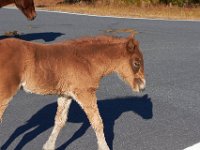 11-12-11-Assateague-2213