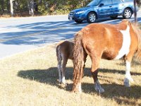 11-12-11-Assateague-2215