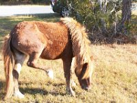 11-12-11-Assateague-2217