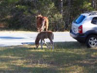11-12-11-Assateague-2223