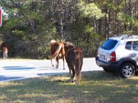 11-12-11-Assateague-2228