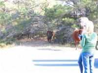 11-12-11-Assateague-2230