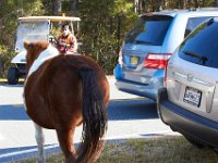 11-12-11-Assateague-2231