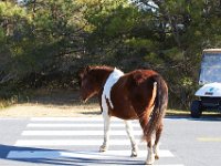 11-12-11-Assateague-2232