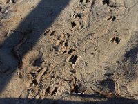 11-12-11-Assateague-2238