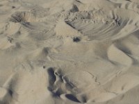 11-12-11-Assateague-2307