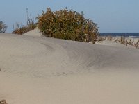 11-12-11-Assateague-2309