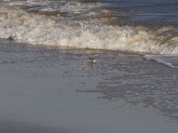 11-12-11-Assateague-2359