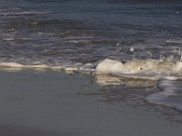 11-12-11-Assateague-2362