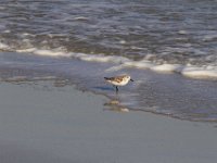 11-12-11-Assateague-2365